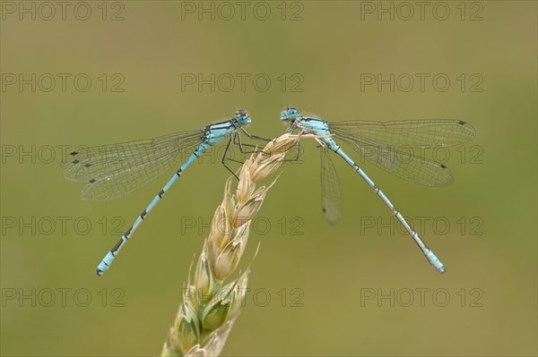 Common Blue Damselfly