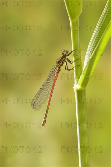 Early damselfly