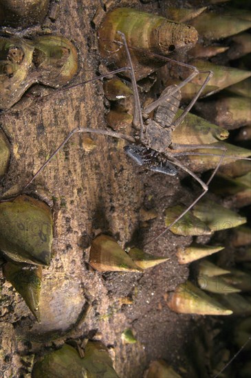 Tailless whip scorpion