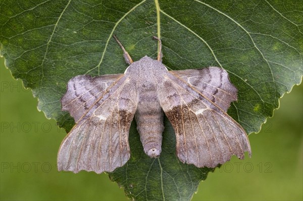 Poplar hawk-moth