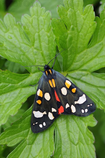 Scarlet Tiger Moth