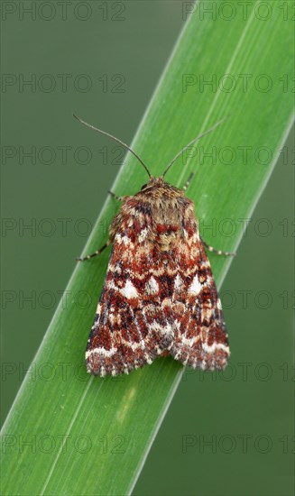 Heath variegated owl