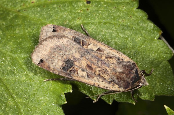 Large yellow underwing