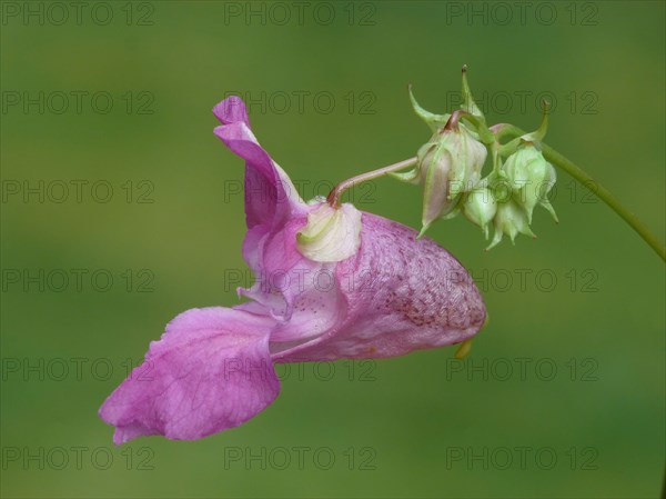 Himalayan balsam introduced invasive species