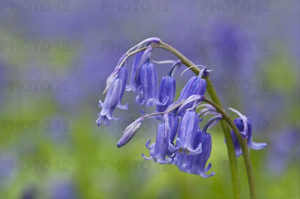 Endymion hyacinth