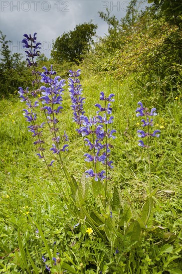 Flowering meadow clary