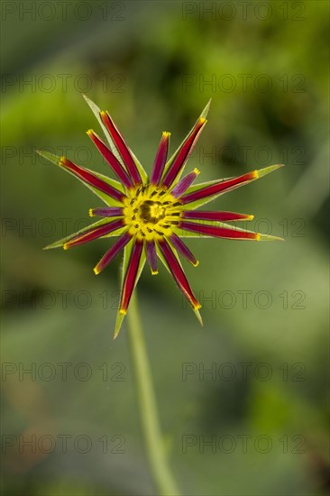 Purple salsify