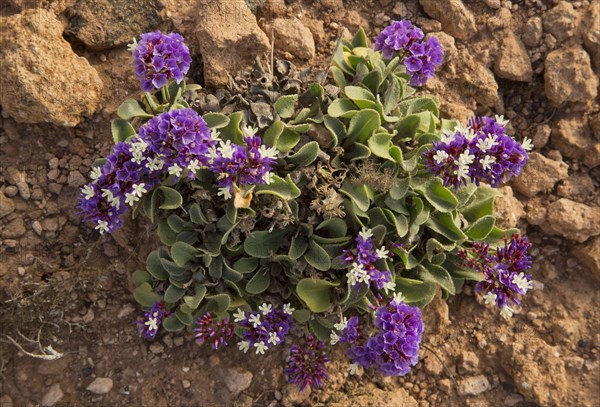 Felty euphrophied sea lilac