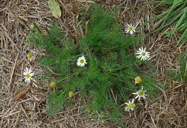 Stinking stinking chamomile