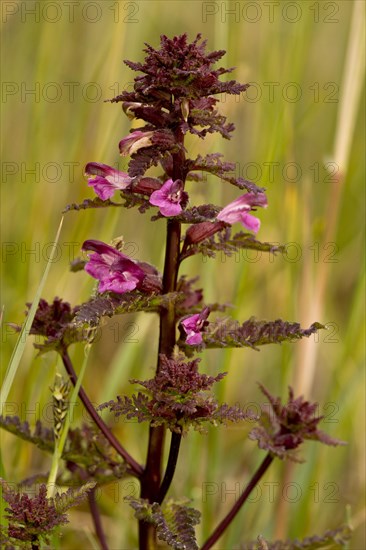 Marsh lousewort