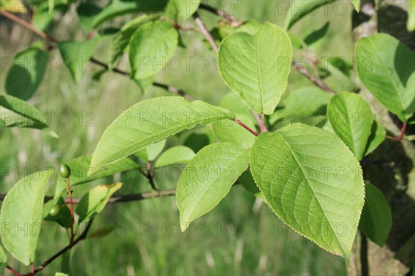 Bird Cherry close-up of leaves