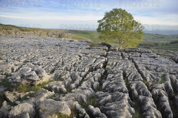 View of limestone pavement with european ash