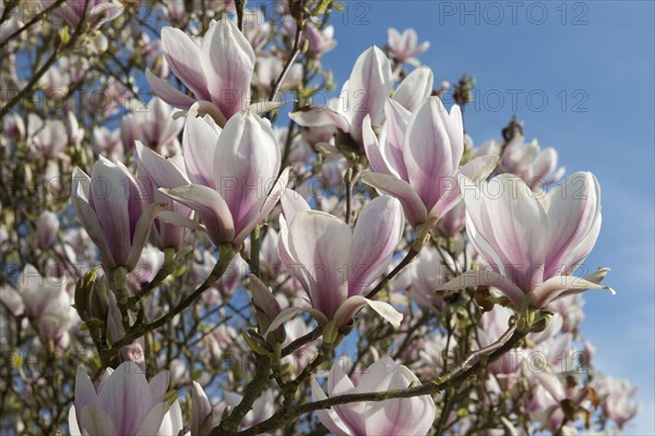 Saucer chinese magnolia