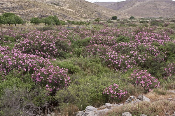 Oleander Nerium-Oleander