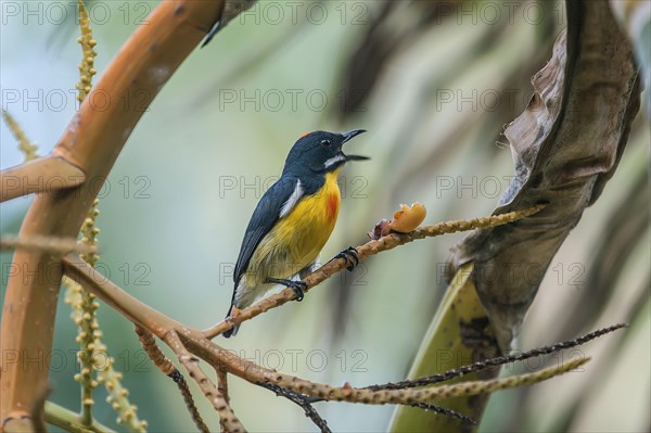 Palawan Flowerpecker