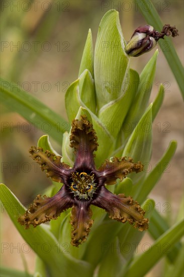 Flowering black flag