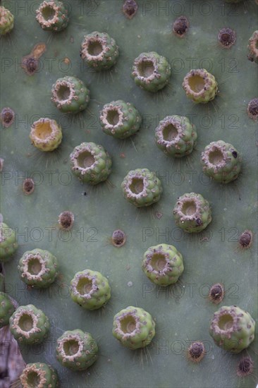 (Opuntia galapageia) var profusa, found on Rabida island, Galapagos