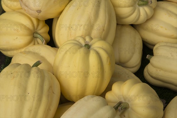 Squash