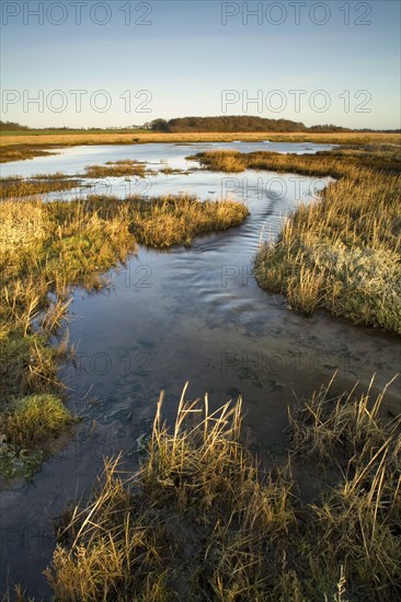 View of coastal freshwater wetland habitat