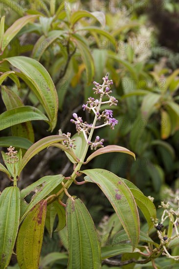 Miconia robinsoniana a shrub that grows over 500 m high on San Cristobal