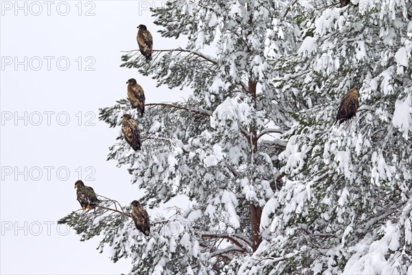 White-tailed eagle