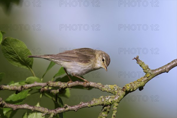 Willow warbler