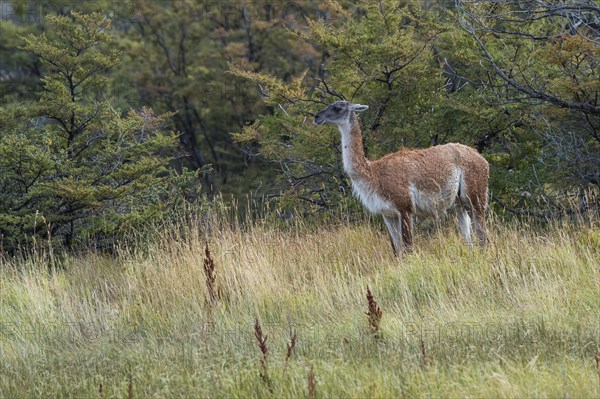 Guanaco