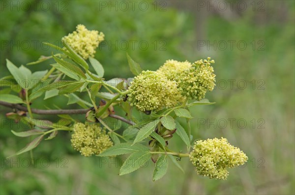 Red elderberry