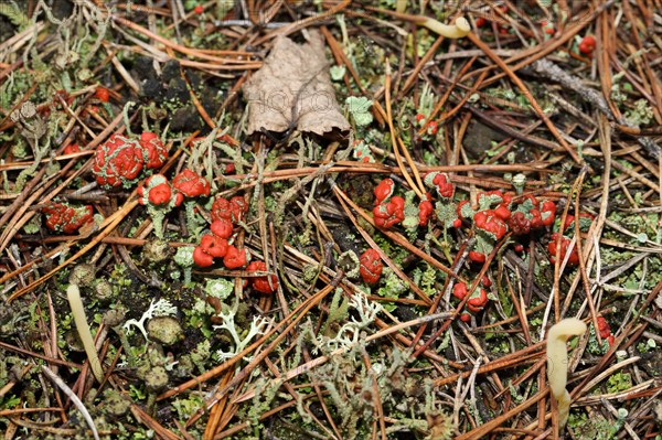 Scarlet cup lichen