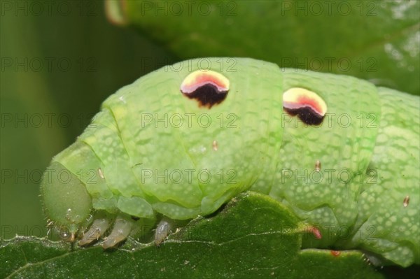 Elephant hawk-moth