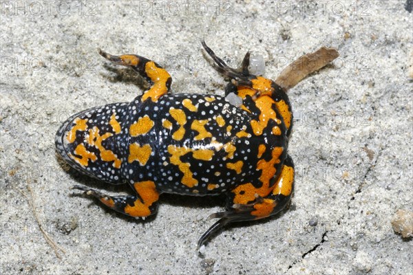 Fire-bellied toad