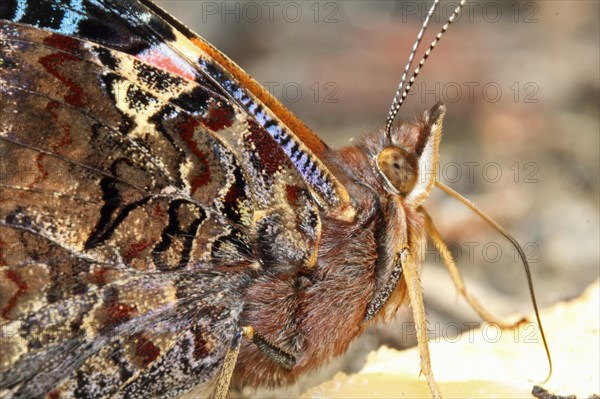 Red Admiral