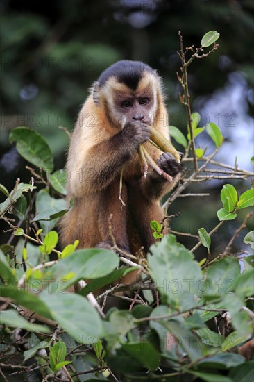 Tufted capuchin