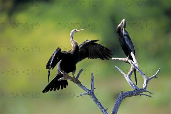 India oriental darter