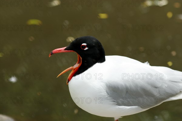 Black-headed Gull