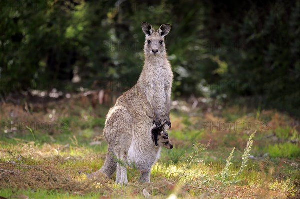 Eastern grey kangaroo