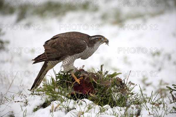 Northern goshawk