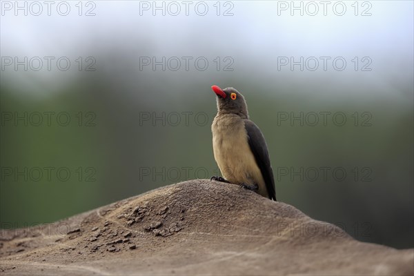 Red-billed oxpecker