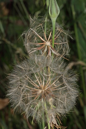 Meadow goatsbeard