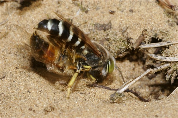 Beaked gyro wasp
