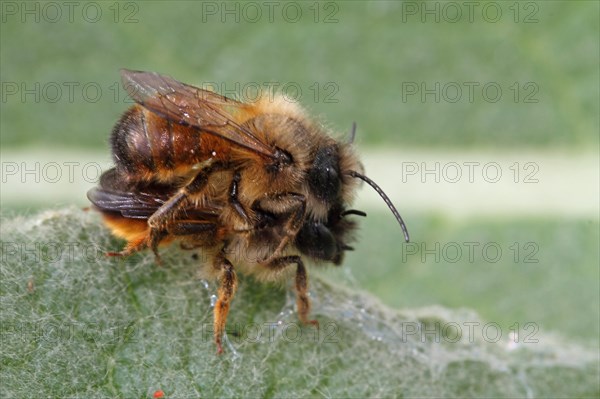 Red mason bee