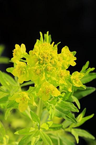 Marsh spurge