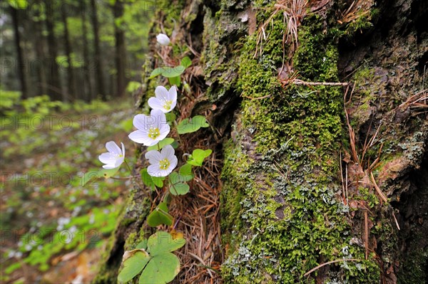 (Oxalis acetosella)