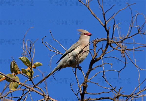 Blue-naped Mousebird