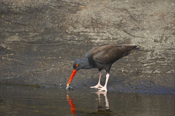 Black black oystercatcher