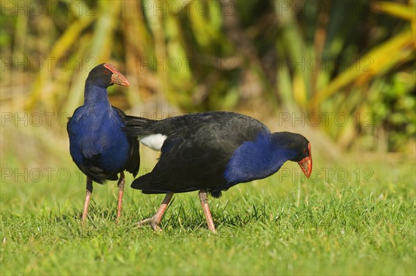 Purple partridge