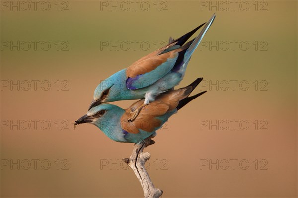 European european roller