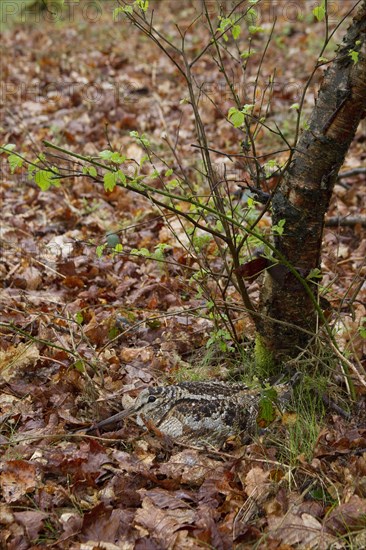 Eurasian woodcock