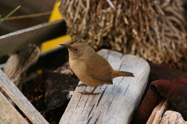 Cobb's wren