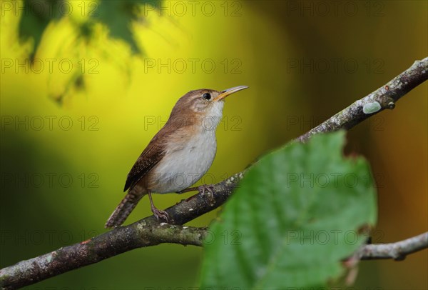 Southern House Wren